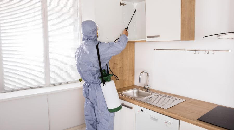 Professional termite inspection services in South Tempe - South Tempe Termite Inspection